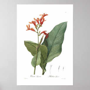 Canna gigantea poster