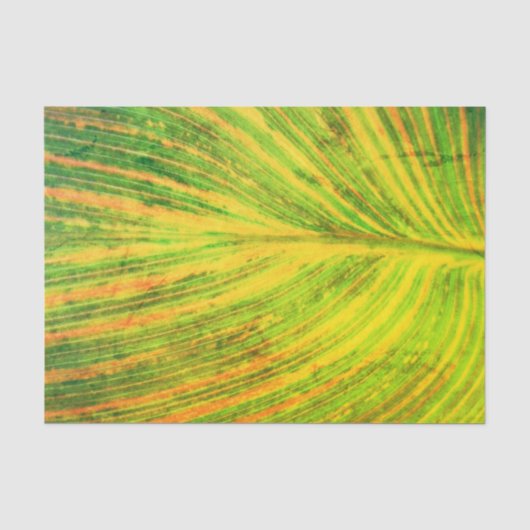 Canna Leaf Green Tissuepapier (Voorkant)