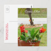 Canna Lilies fleurs florida Carte postale (Devant / Derrière)