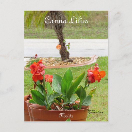 Canna Lilies fleurs florida Carte postale (Devant)