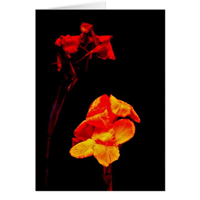 Canna Lilies sur Noir (Devant)