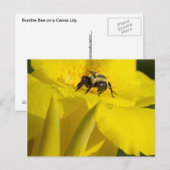 Canna Lily met Bumble Bee Briefkaart (Voorkant / Achterkant)