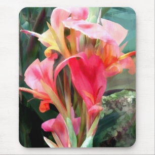 Cannas in roze muismat