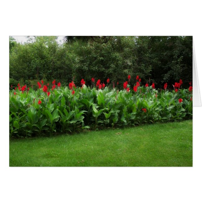 CANNAS ROUGE ~ NORTHWOODS VERT ~ CARTES DE JARDIN (Devant Horizontal)