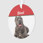 Canne Corso Chien de vacances Noël (devant)