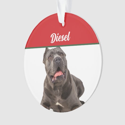 Canne Corso Chien de vacances Noël (devant)