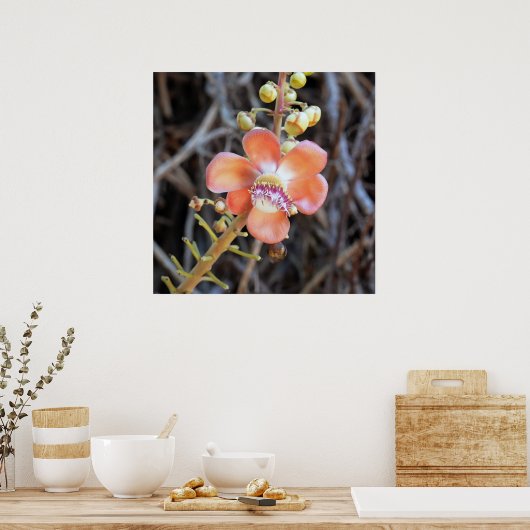 Cannonball Tree Flower Poster (Keuken)
