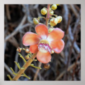Cannonball Tree Flower Poster (Voorkant)