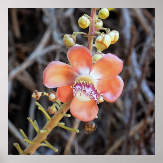 Cannonball Tree Flower Poster (Voorkant)