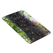 Cannonball Tree foto magneet (Rechterzijde)