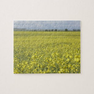 Canola bloeiend in het veld. legpuzzel