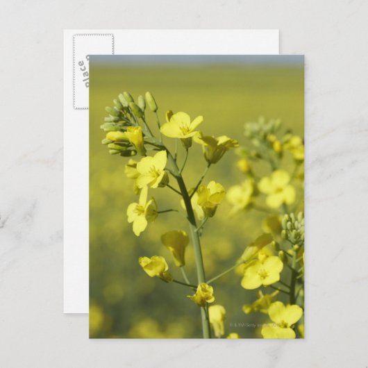 Canola bloeit in het veld. 3 briefkaart (Voorkant / Achterkant)
