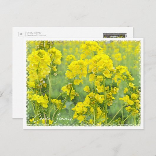 Canola Flowers Briefkaart (Voorkant / Achterkant)