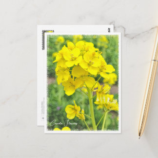 Canola Flowers Briefkaart