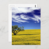 Canola Sky, Saskatchewan, Canada Briefkaart (Voorkant / Achterkant)