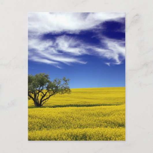 Canola Sky, Saskatchewan, Canada Briefkaart (Voorkant)
