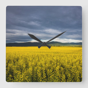 Canola-veld in het ochtendlicht in de flathead vierkante klok