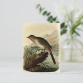 Canon Finch Briefkaart (Staand voorkant)