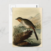 Canon Finch Briefkaart (Voorkant / Achterkant)