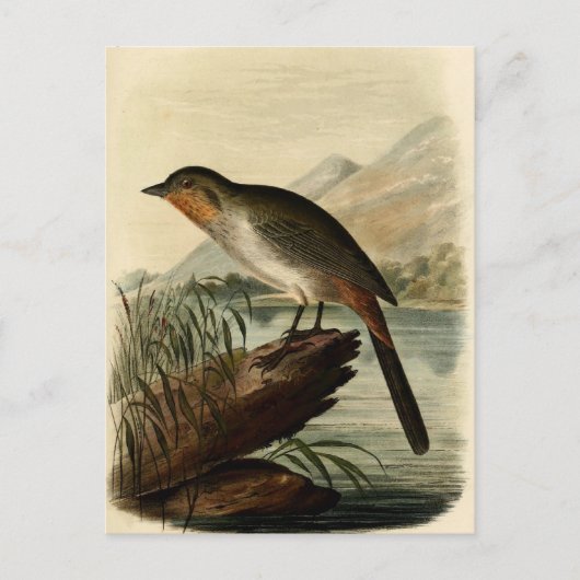 Canon Finch Briefkaart (Voorkant)