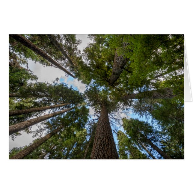 canopée de sapin de Douglas (Devant horizontal)