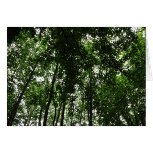 Canopée des bois 01