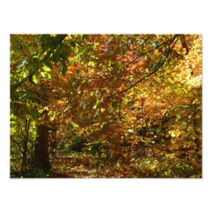 Canopée des Feuilles d'automne II Photographie d'a