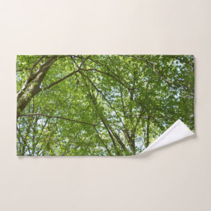 Canopée du printemps Feuille Green Nature Scene