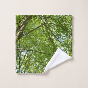 Canopée du printemps Feuille Green Nature Scene