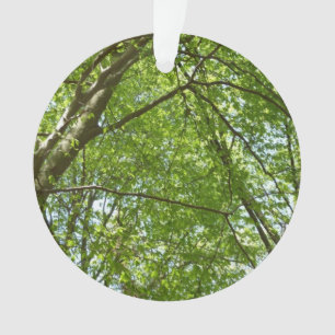 Canopée du printemps Feuille Green Nature Scene