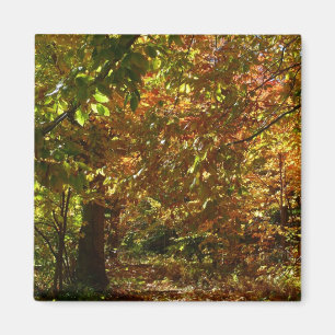 Canopy of Fall Leaves II Yellow Autumn Photography Magneet