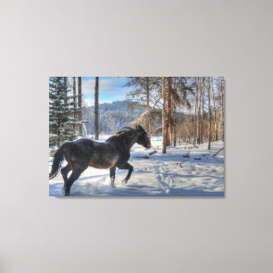 Cantering Black Percheron Horse & Snow Photo 2 Canvas Afdruk