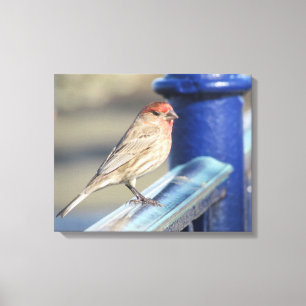 Canvas Afdrukken - Rood Sparrow op Blue Fence