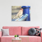 Canvas Afdrukken - Rood Sparrow op Blue Fence (Insitu (Woonkamer))