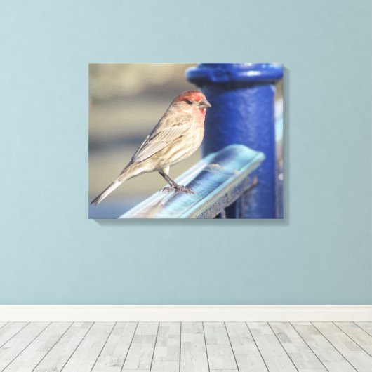 Canvas Afdrukken - Rood Sparrow op Blue Fence (Insitu (Houten vloer))