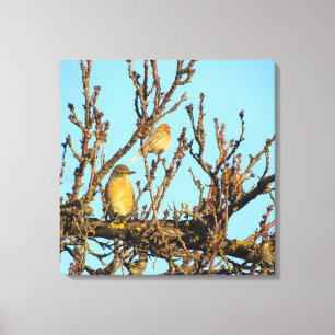 Canvas afdrukken - twee vogels in filialen