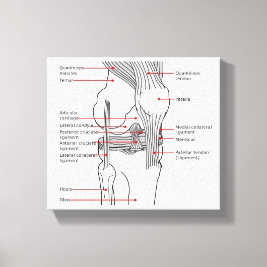 Canvas Anatomisch diagram rechtskniegewricht (Voorkant)