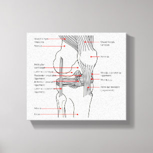 Canvas Anatomisch diagram rechtskniegewricht Afdruk