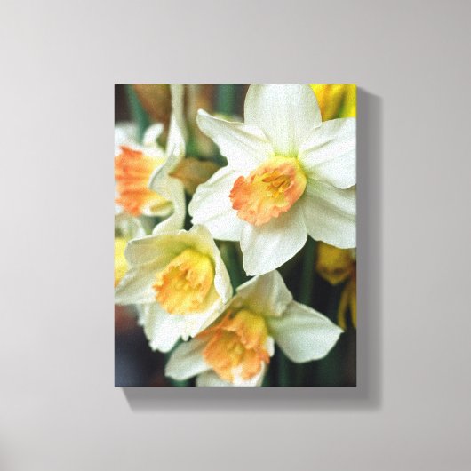 Canvas Art-Daffodils Afdruk (Voorkant)