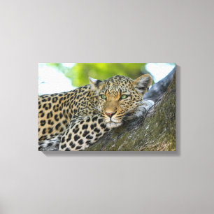 Canvas Art-Leopard