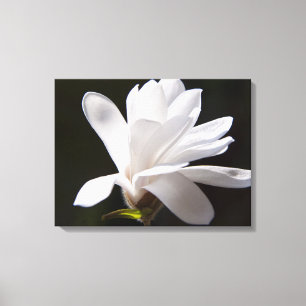 Canvas Art-Star Magnolia bloem Afdruk