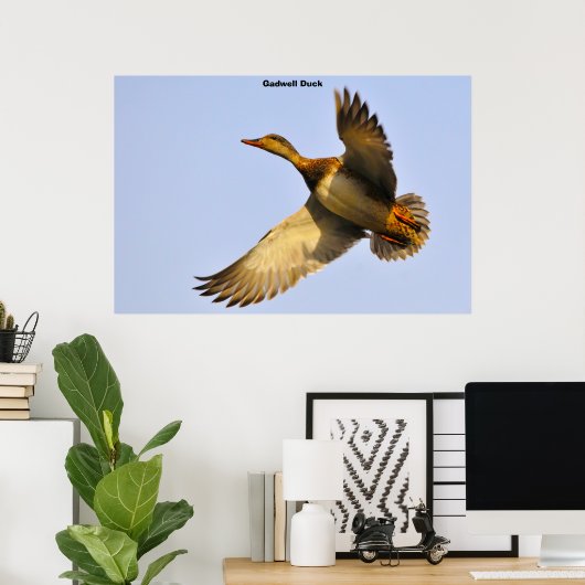 Canvas Back Duck Poster (Thuiskantoor)