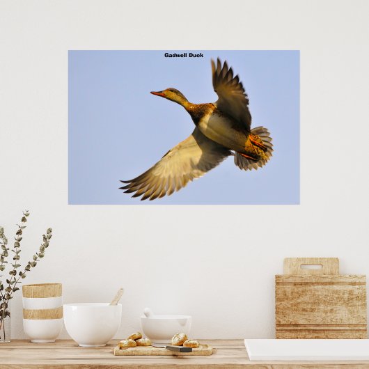 Canvas Back Duck Poster (Keuken)