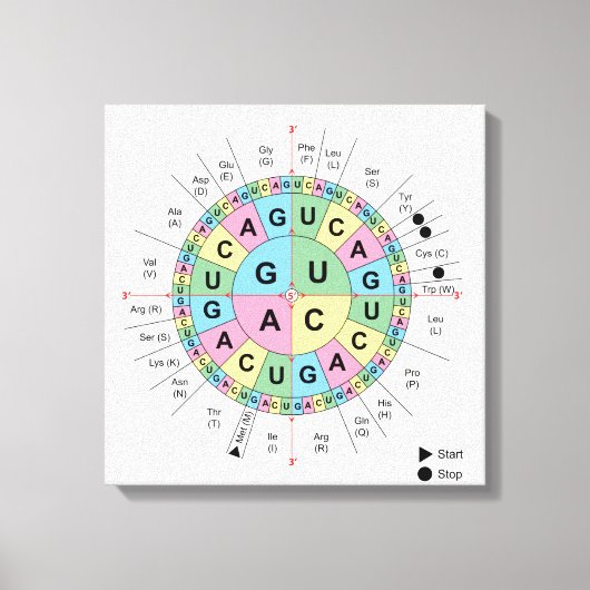 Canvas Codons Aminozuren Tabel Genetische Code DNA (Voorkant)