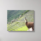 canvas llama (Voorkant)