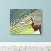 canvas llama afdruk (Insitu (Houten vloer))