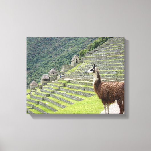 canvas llama afdruk (Voorkant)