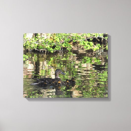 Canvas: Mallard Duck en Ducklings Canvas Afdruk (Voorkant)
