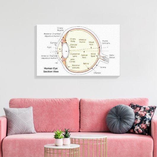 Canvas Menselijk oog bal Anatomisch diagram (Insitu (Woonkamer))