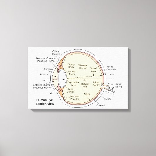 Canvas Menselijk oog bal Anatomisch diagram (Voorkant)